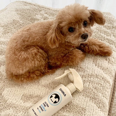 Chloe / 11 years old / Female / Toy Poodle