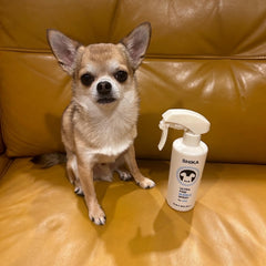 ウニ/5才/男の子/チワワ