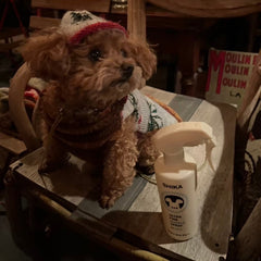 Chako / 11 years old / Female / Toy Poodle