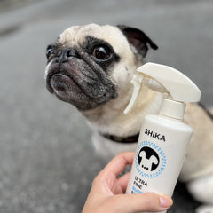 Norio / 5 years old / Male / Pug