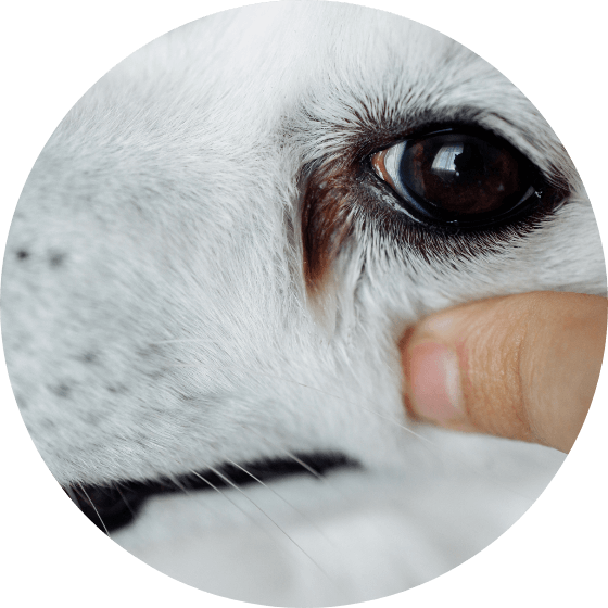 涙やけのケアに