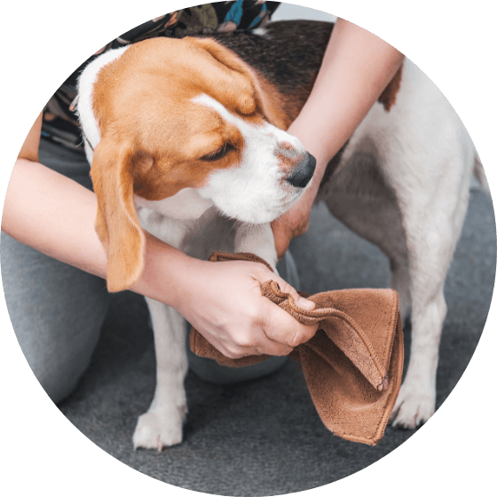 散歩後の足拭きに