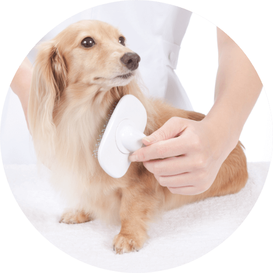 皮膚・被毛ケアに