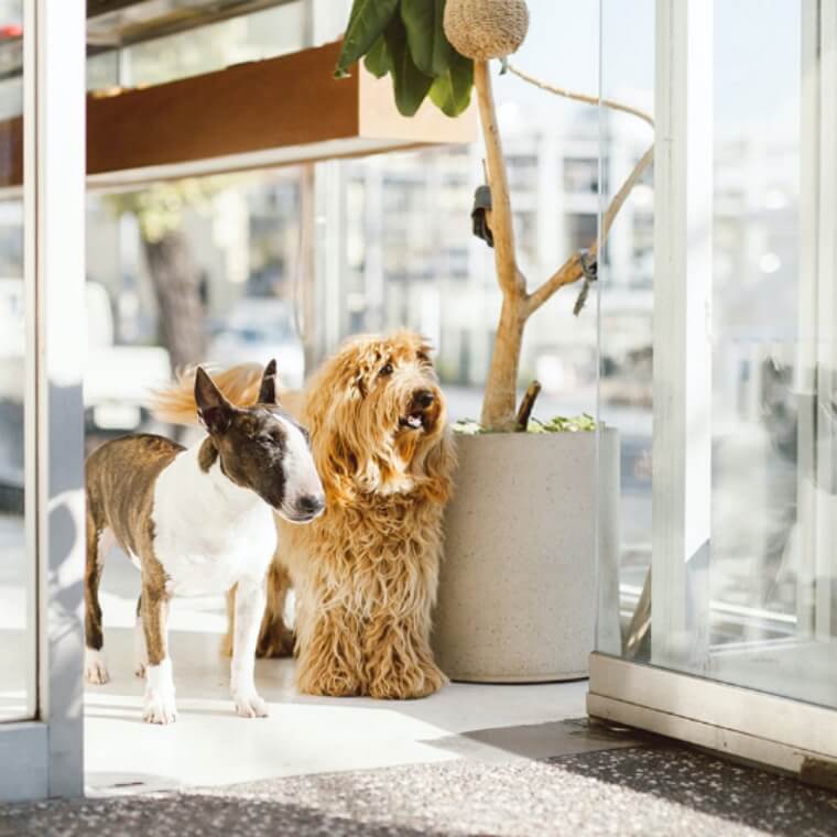 DogMan〈青山本店〉